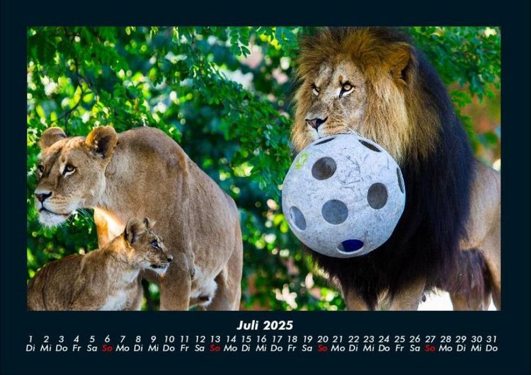 Produktbild: L&ouml;wen in der Wildnis 2025 Fotokalender DIN A4