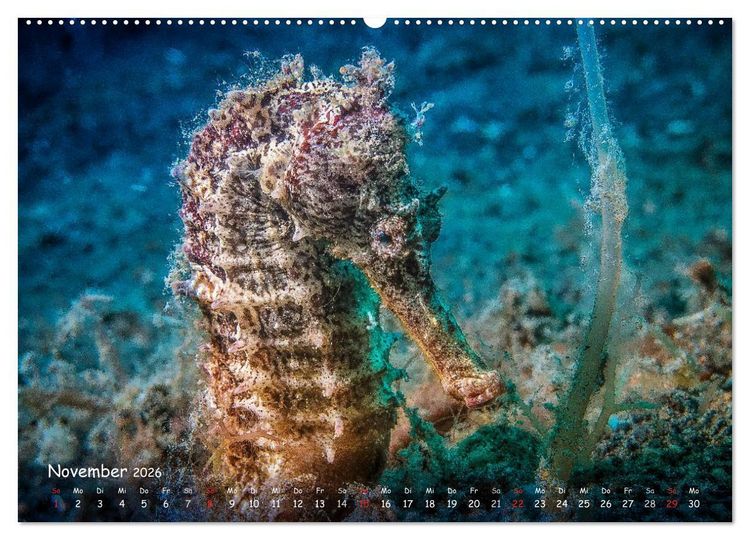 Produktbild: Hippocampus oder einfach nur Seepferdchen (Wandkalender 2026 DIN A2 quer), CALVENDO Monatskalender