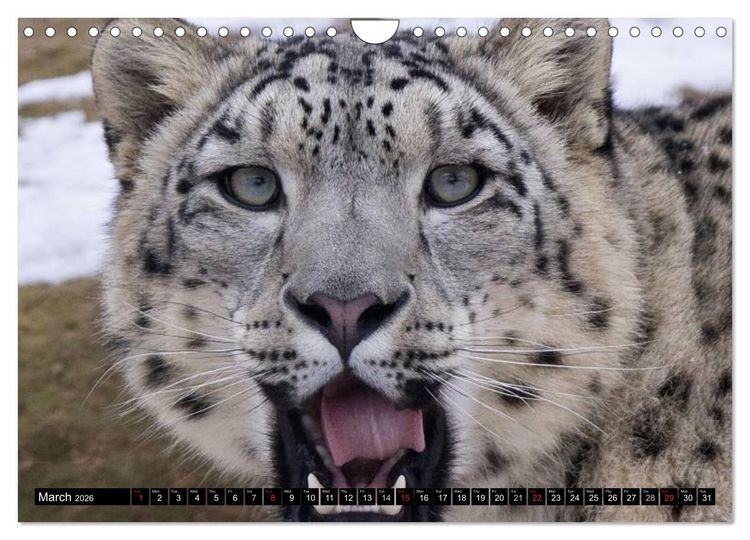 Produktbild: Big Cats &bull; Faces of the most beautiful predators (Wall Calendar 2026 DIN A4 landscape), CALVENDO 12 Month Wall Calendar