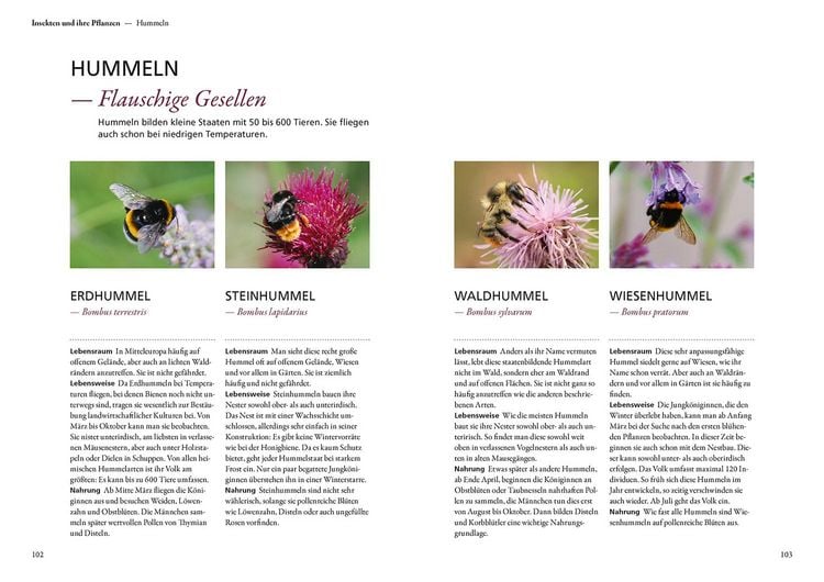 Produktbild: Mein Garten summt!