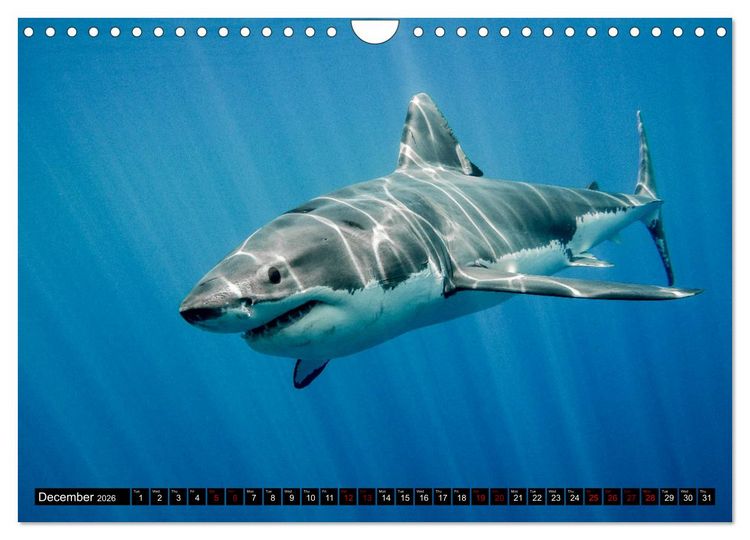 Produktbild: The Great White Shark: King of the Ocean (Wall Calendar 2026 DIN A4 landscape), CALVENDO 12 Month Wall Calendar