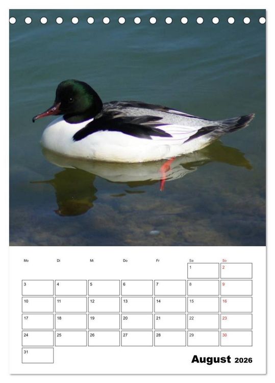 Produktbild: Liebenswerte Enten (Tischkalender 2026 DIN A5 hoch), CALVENDO Monatskalender