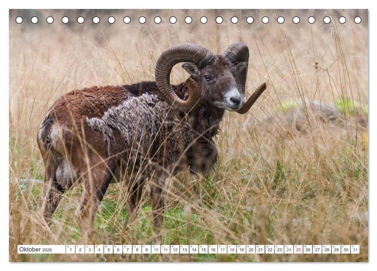 Produktbild: Emotionale Momente: Muffelwild. (Tischkalender 2026 DIN A5 quer), CALVENDO Monatskalender