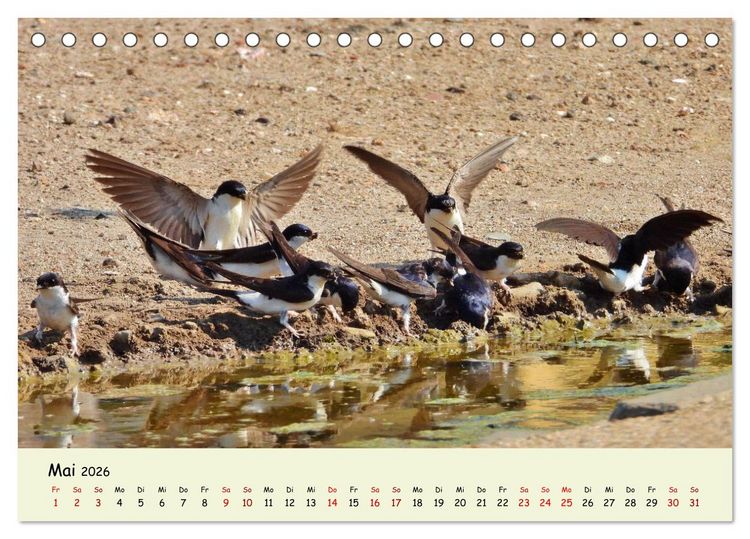 Produktbild: Faszination Zugv&ouml;gel - Rekorde in der Vogelwelt (Tischkalender 2026 DIN A5 quer), CALVENDO Monatskalender