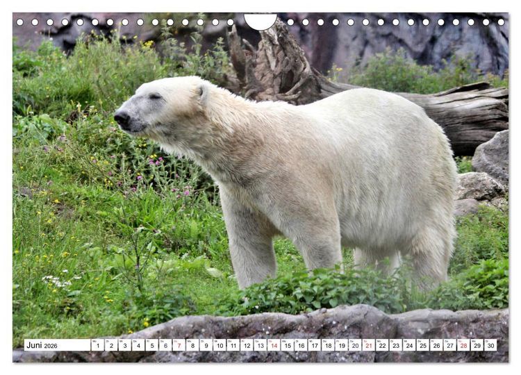 Produktbild: B&auml;ren - Der Eisb&auml;r und der Kamtschatka-Braunb&auml;r (Wandkalender 2026 DIN A4 quer), CALVENDO Monatskalender