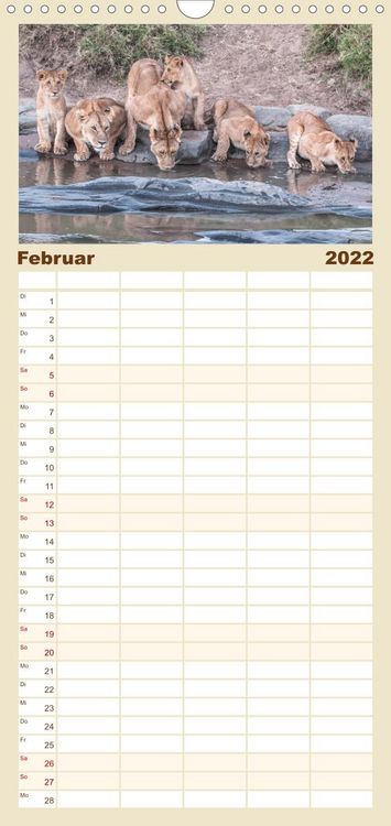 Produktbild: L&ouml;wen - Raubkatzen Afrikas - Familienplaner hoch (Wandkalender 2022 , 21 cm x 45 cm, hoch)
