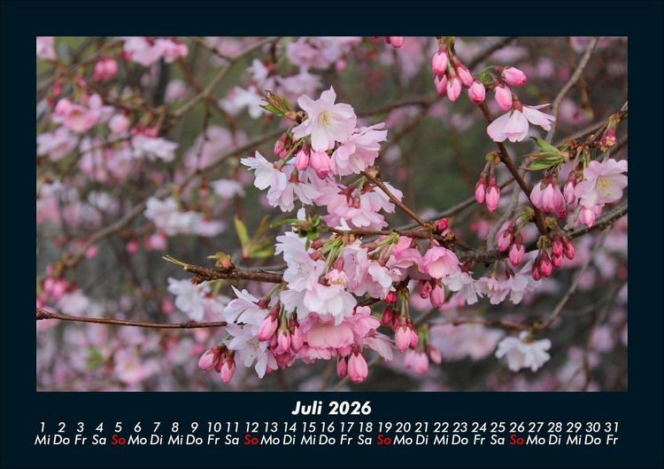 Produktbild: Blumenkalender 2026 Fotokalender DIN A5