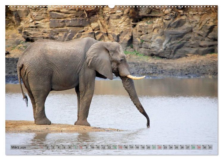 Produktbild: Elefanten in Afrika (hochwertiger Premium Wandkalender 2026 DIN A2 quer), Kunstdruck in Hochglanz