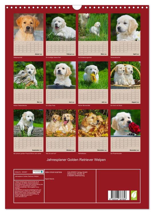 Produktbild: Jahresplaner Golden Retriever Welpen (Wandkalender 2026 DIN A3 hoch), CALVENDO Monatskalender