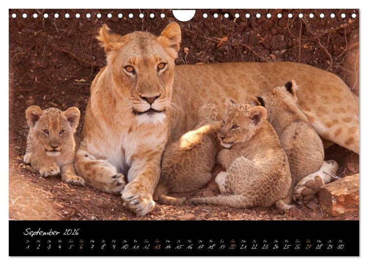 Produktbild: Wilde L&ouml;wen (Wandkalender 2026 DIN A4 quer), CALVENDO Monatskalender