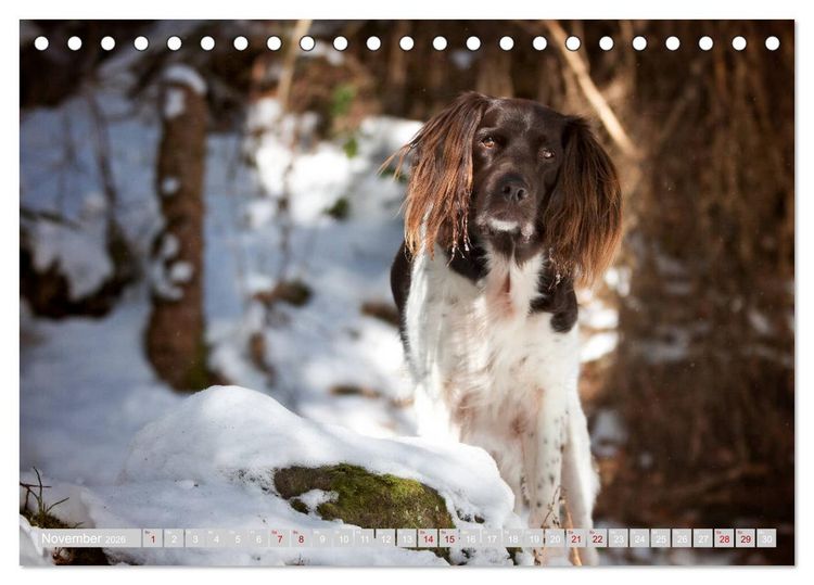 Produktbild: Passion Jagdhund - Kleiner M&uuml;nsterl&auml;nder (Tischkalender 2026 DIN A5 quer), CALVENDO Monatskalender