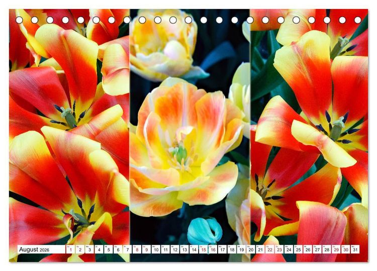 Produktbild: Tulpen - kunterbunte Collagen (Tischkalender 2026 DIN A5 quer), CALVENDO Monatskalender