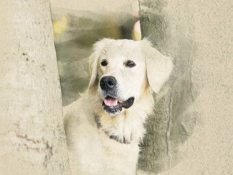 Produktbild: CALVENDO Puzzle Ein Motiv aus dem Kalender Golden Retriever 2017 | 1000 Teile Lege-Gr&ouml;&szlig;e 64x48cm Foto-Puzzle f&uuml;r gl&uuml;ckliche Stunden