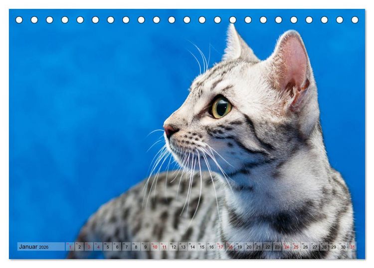 Produktbild: Liebe auf den ersten Katzenblick (Tischkalender 2026 DIN A5 quer), CALVENDO Monatskalender