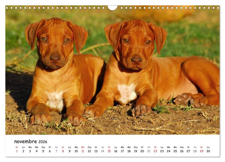 Produktbild: Chiots Rhodesian Ridgeback (Calendrier mural 2026 DIN A3 vertical), CALVENDO calendrier mensuel