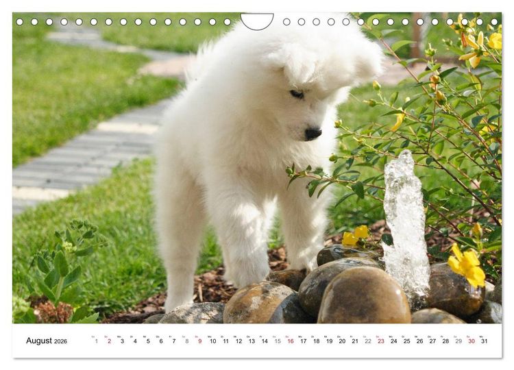 Produktbild: Samojeden Welpen (Wandkalender 2026 DIN A4 quer), CALVENDO Monatskalender