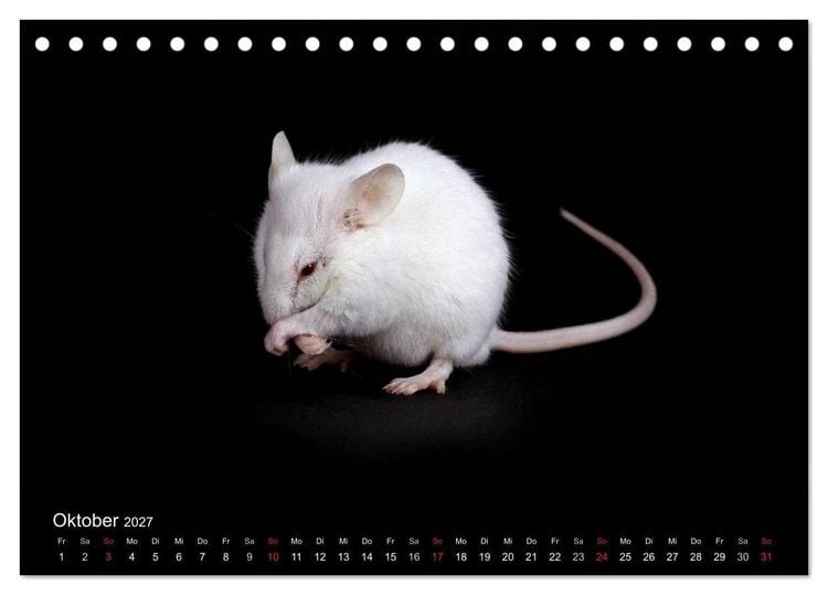 Produktbild: S&uuml;&szlig;e M&auml;use und Coole Ratten (Tischkalender 2027 DIN A5 quer), CALVENDO Monatskalender
