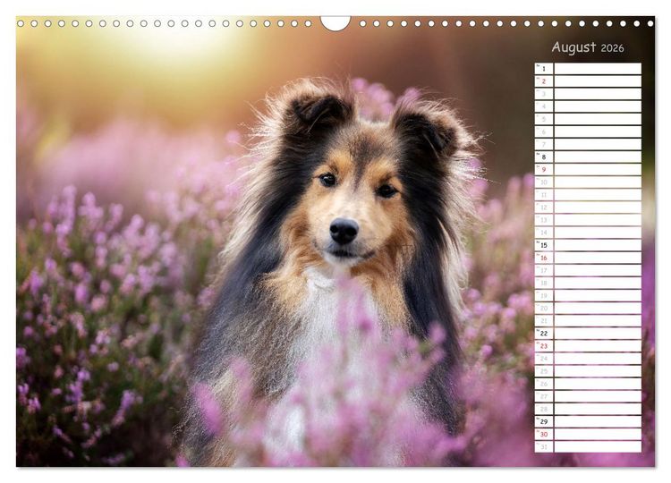 Produktbild: Shetland Sheepdogs Blacky, Anry, Mojo 2026 (Wandkalender 2026 DIN A3 quer), CALVENDO Monatskalender