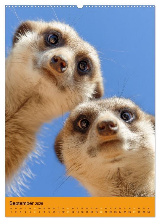 Produktbild: Die Erdm&auml;nnchen Familie - Kalender der niedlichen Tiere (Wandkalender 2026 DIN A2 hoch), CALVENDO Monatskalender