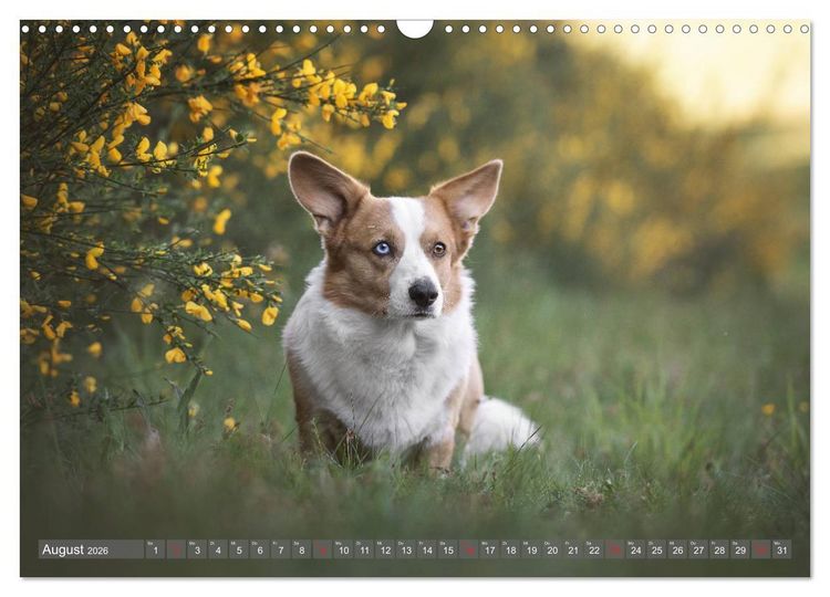 Produktbild: Welsh Corgi - Der Kobold unter den Hunden (Wandkalender 2026 DIN A3 quer), CALVENDO Monatskalender