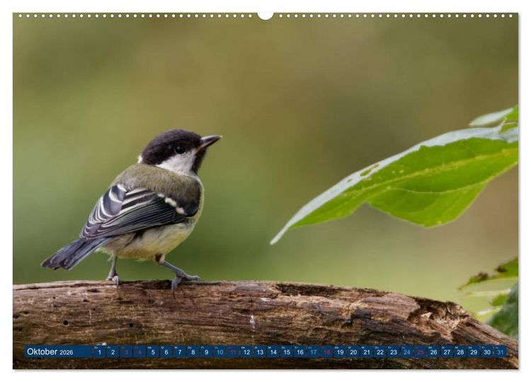 Produktbild: Kohlmeise - Fotografiert von Ostfriesenfotografie (Wandkalender 2026 DIN A2 quer), CALVENDO Monatskalender