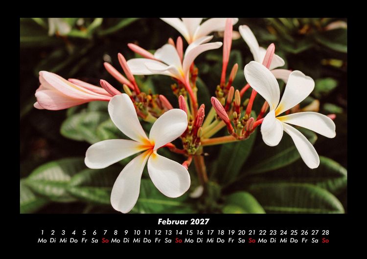Produktbild: Pflanzen und Bl&uuml;ten 2027 Fotokalender DIN A3