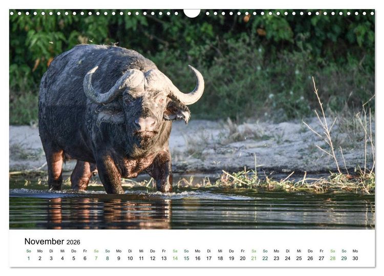 Produktbild: B&uuml;ffel - wild und sch&ouml;n (Wandkalender 2026 DIN A3 quer), CALVENDO Monatskalender