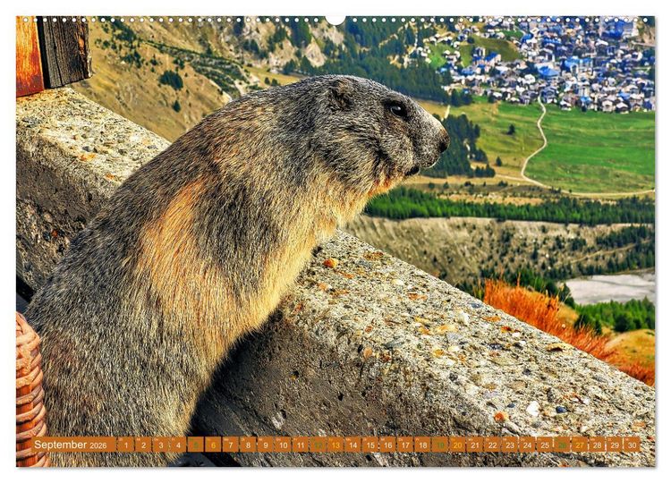Produktbild: Und ewig pfeift das Murmeltier (hochwertiger Premium Wandkalender 2026 DIN A2 quer), Kunstdruck in Hochglanz