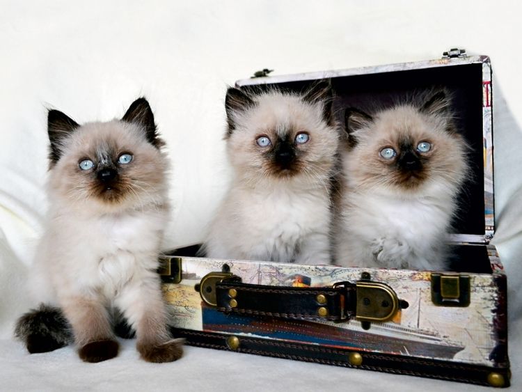 Produktbild: CALVENDO Puzzle Crusaders Ragdoll Katzen | 1000 Teile Lege-Gr&ouml;&szlig;e 64x48cm Foto-Puzzle f&uuml;r gl&uuml;ckliche Stunden