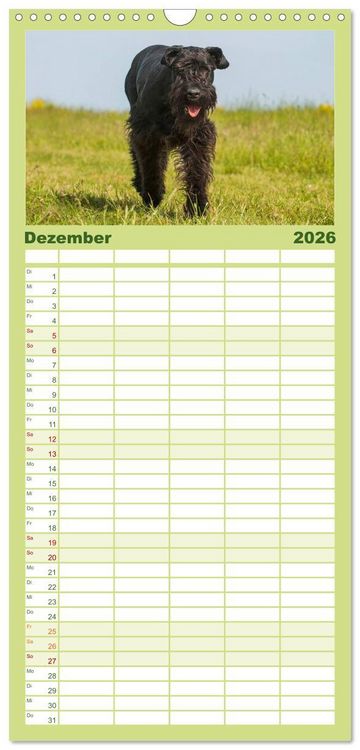 Produktbild: Familienplaner 2026 - Treuer Freund Riesenschnauzer mit 5 Spalten (Wandkalender, 21 x 45 cm) CALVENDO