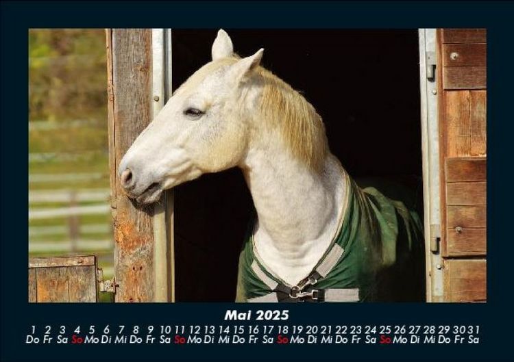 Produktbild: Pferde Kalender 2025 Fotokalender DIN A5