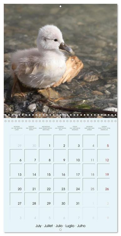 Produktbild: Les oiseaux du lac L&eacute;man (Calendrier mural carr&eacute; 2026 30x30 cm) Calendrier double avec une page pour vos prises de notes