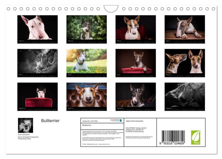 Produktbild: Bullterrier (Wandkalender 2026 DIN A4 quer), CALVENDO Monatskalender