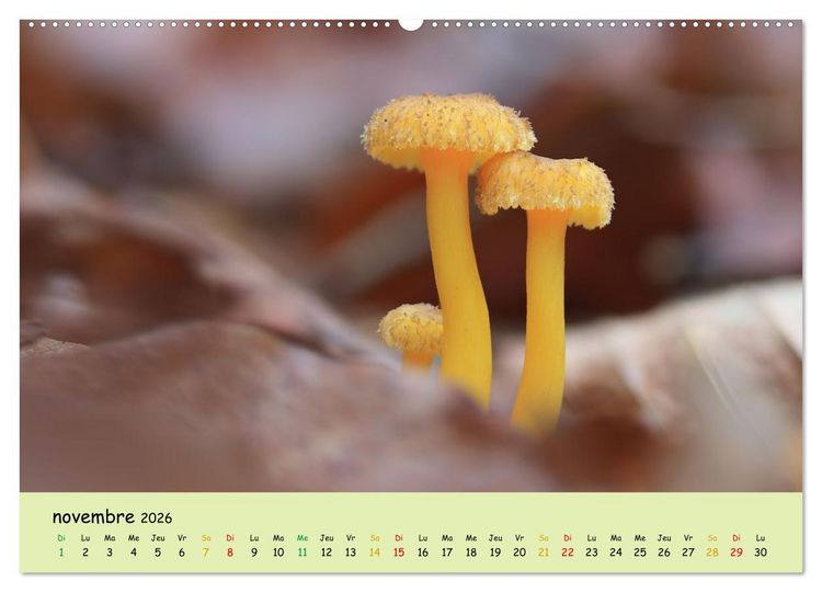 Produktbild: Champignons tout en couleurs (Calendrier mural 2026 DIN A2 vertical) calendrier de bureau