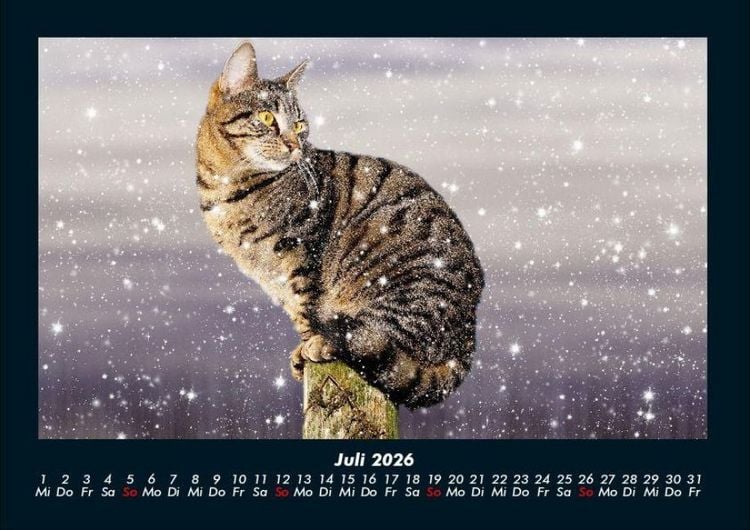 Produktbild: F&uuml;r Katzenfreunde 2026 Fotokalender DIN A4