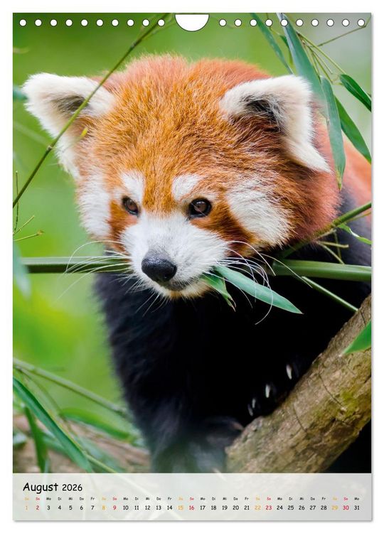 Produktbild: Roter Panda (Wandkalender 2026 DIN A4 hoch), CALVENDO Monatskalender