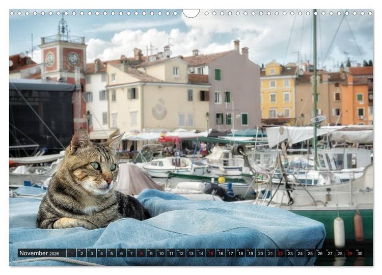 Produktbild: Die Katzen von Rovinj (Wandkalender 2026 DIN A3 quer), CALVENDO Monatskalender