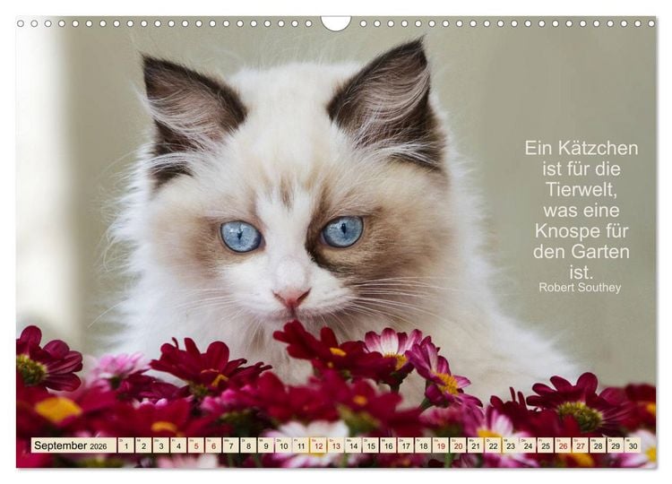 Produktbild: Samtpfoten Lebendige Poesie (Wandkalender 2026 DIN A3 quer), CALVENDO Monatskalender
