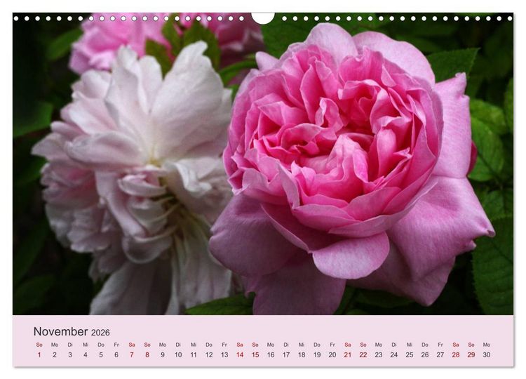 Produktbild: Rosen Reigen im Garten (Wandkalender 2026 DIN A3 quer), CALVENDO Monatskalender