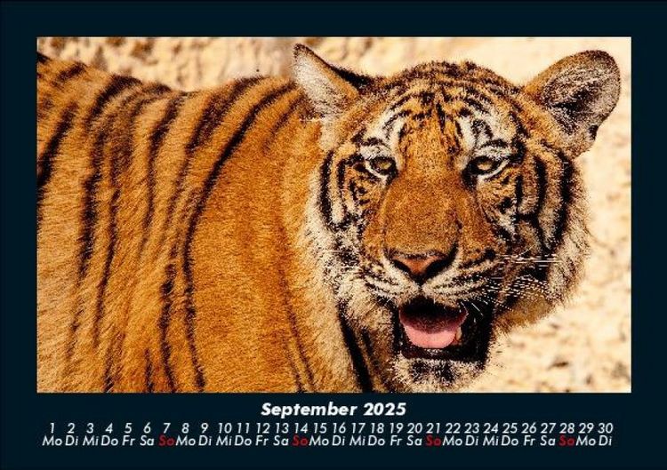 Produktbild: Tiger 2025 Fotokalender DIN A5