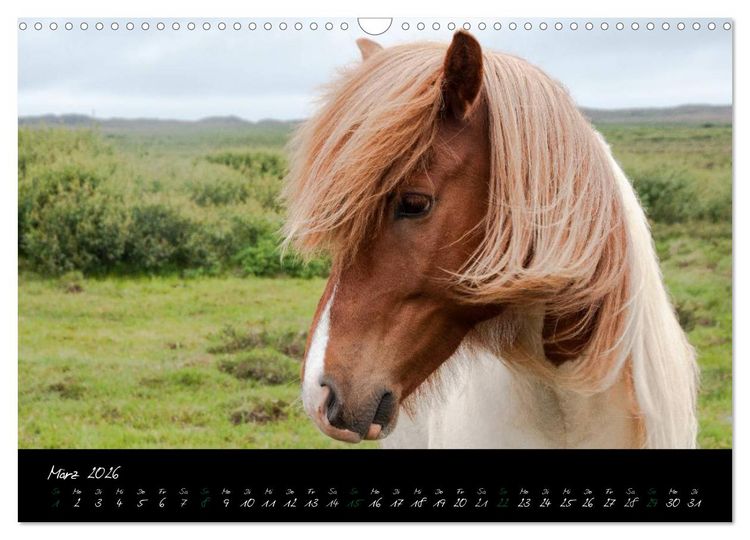 Produktbild: Charakterk&ouml;pfe Islandpferde (Wandkalender 2026 DIN A3 quer), CALVENDO Monatskalender