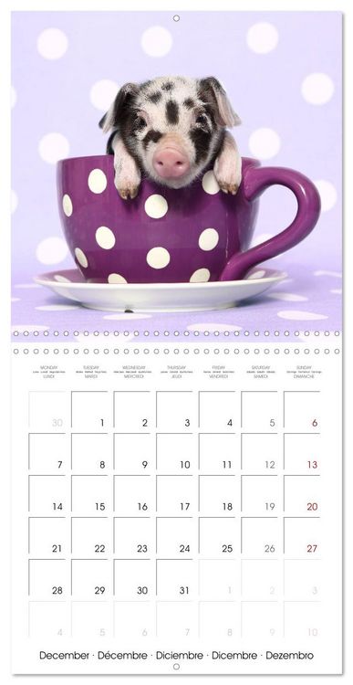 Produktbild: Sweet little piglets (Wall Calendar 2026 12 &times; 12 Inch) CALVENDO 12 Month Wall Calendar