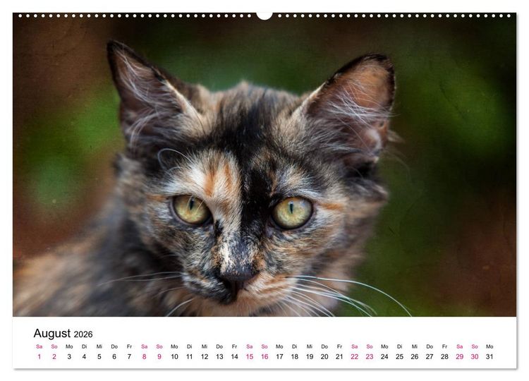 Produktbild: Katzenjahr 2026 (hochwertiger Premium Wandkalender 2026 DIN A2 quer), Kunstdruck in Hochglanz