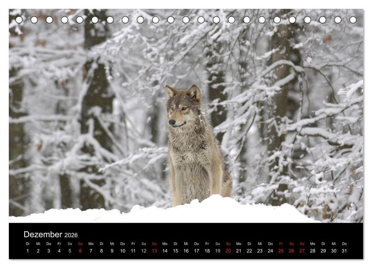 Produktbild: Kanadische W&ouml;lfe im Winter (Tischkalender 2026 DIN A5 quer), CALVENDO Monatskalender