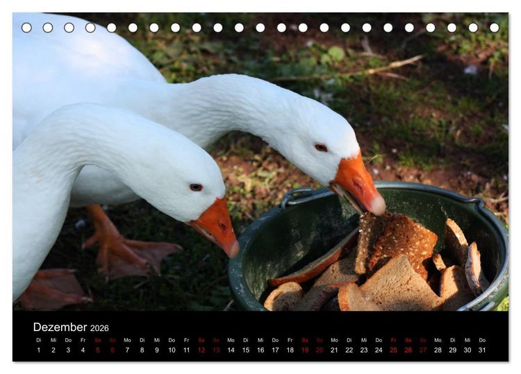 Produktbild: Eulhof (Tischkalender 2026 DIN A5 quer), CALVENDO Monatskalender