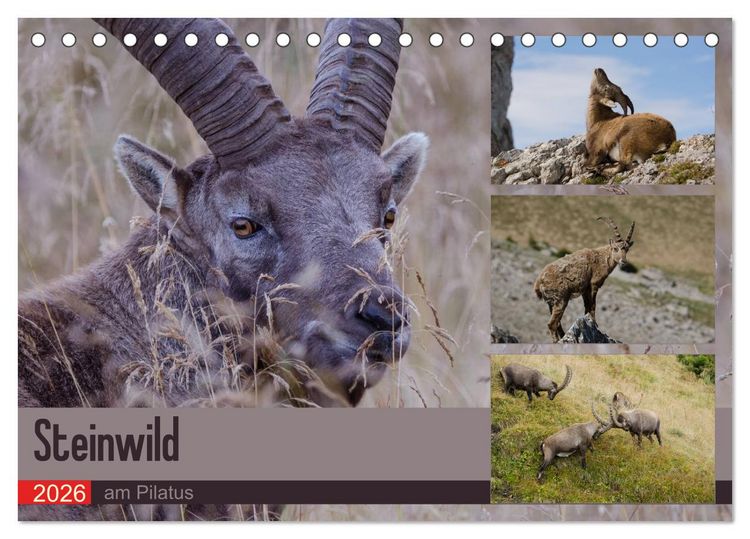 Produktbild: Steinwild am Pilatus (Tischkalender 2026 DIN A5 quer), CALVENDO Monatskalender