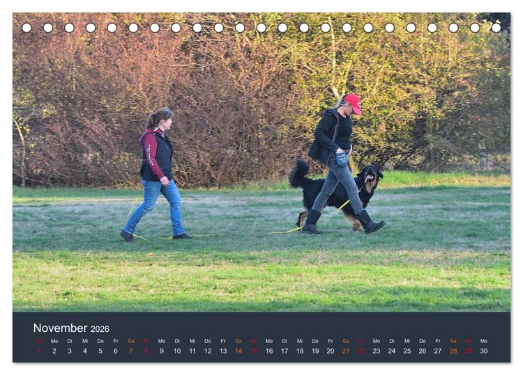 Produktbild: Ein Hovawart, ein Wachhund (Tischkalender 2026 DIN A5 quer), CALVENDO Monatskalender