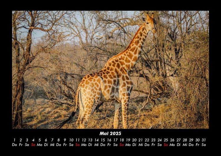 Produktbild: Giraffen 2025 Fotokalender DIN A3