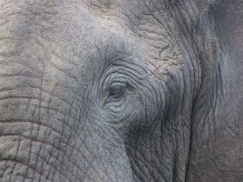 Produktbild: CALVENDO Puzzle begegnung im tembe elephant park, s&uuml;dafrika | 1000 Teile Lege-Gr&ouml;&szlig;e 64x48cm Foto-Puzzle f&uuml;r gl&uuml;ckliche Stunden