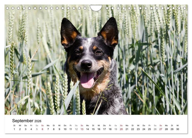 Produktbild: Faszinierende Australian Cattle Dogs (Wandkalender 2026 DIN A4 quer), CALVENDO Monatskalender